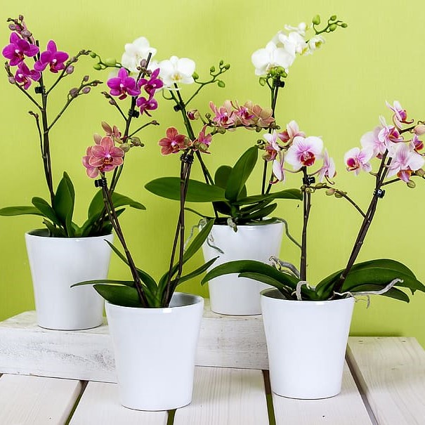 Bonita Grow Pot Orchid Double Stem - Assorted                         