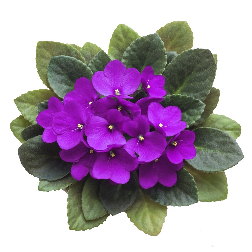 African Violet Nf Plant 4"                                            