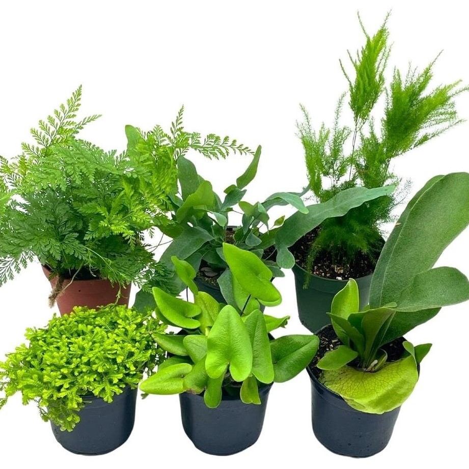 Fern Assorted Nf Plant 3.5"