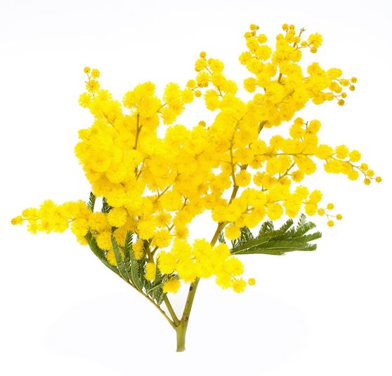 Acacia - Yellow                                                       