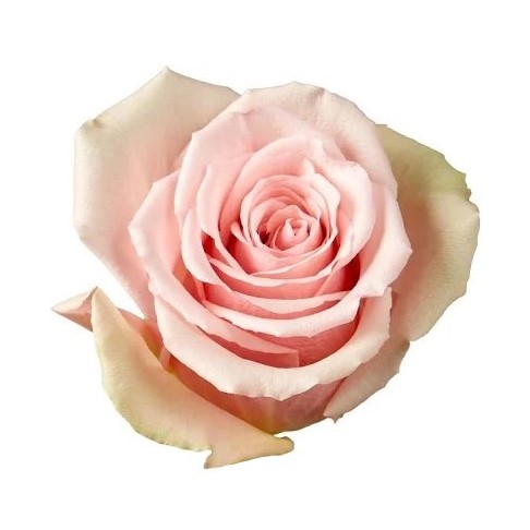 Rose - Aerobic (Pink) 40Cm                        