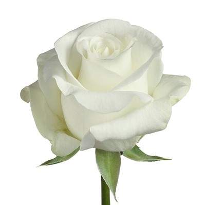 Rose - Akito (White) 40Cm