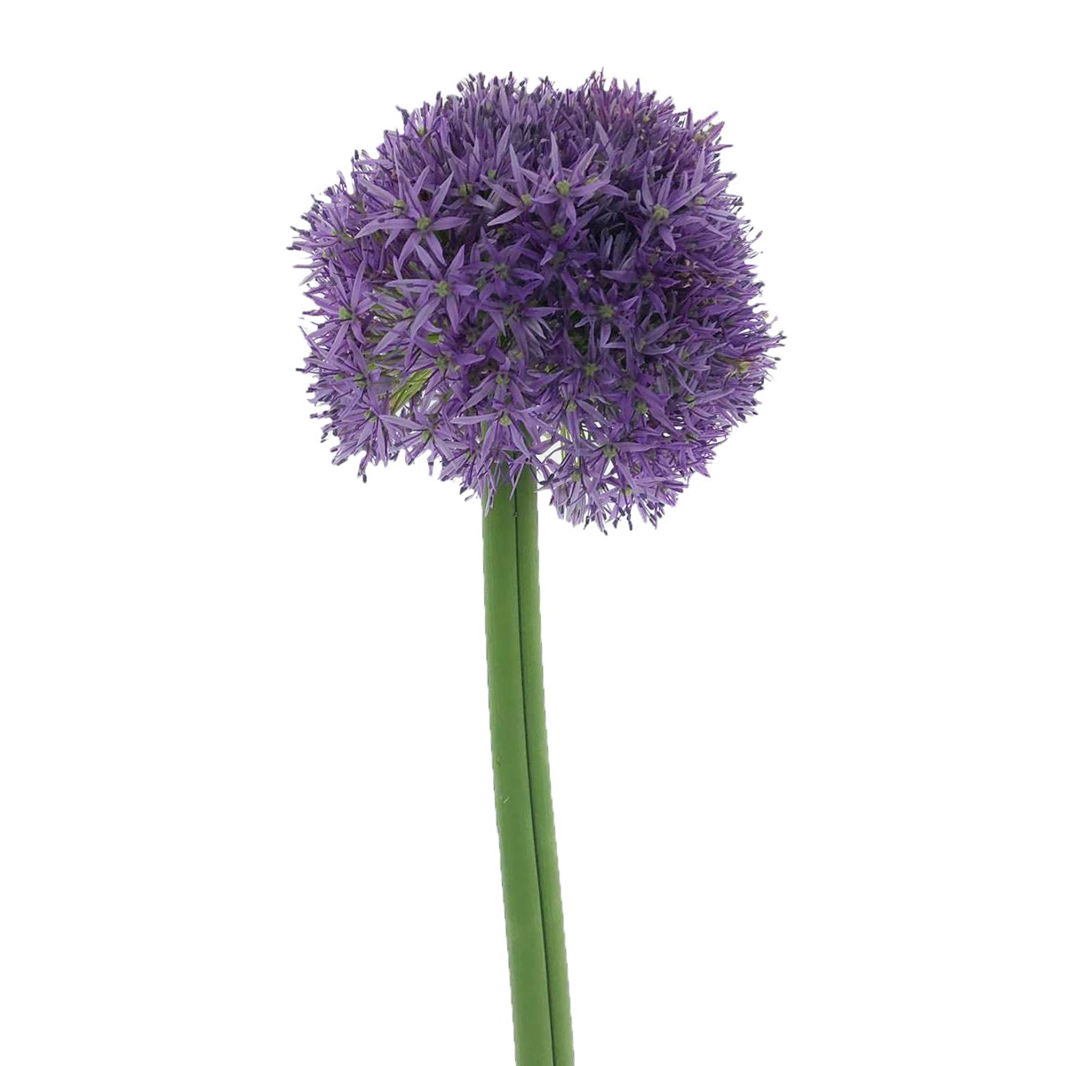 Allium - Giant                                    