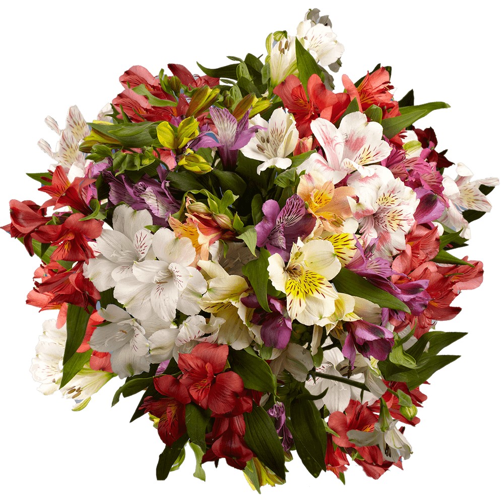 Alstro  Jewel Mix Select  {Continental Flowers}