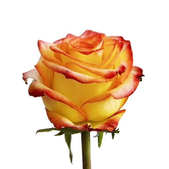 Rose - Ambiance (Yellow/Red Tip) 40Cm             