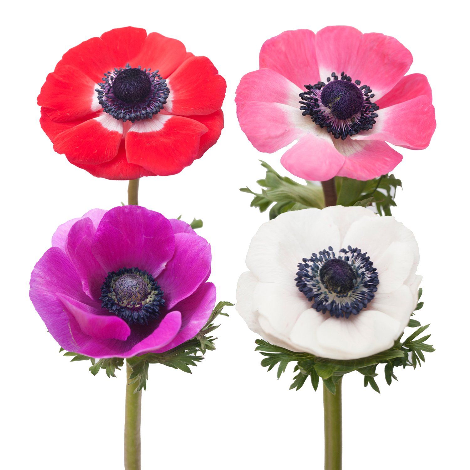 Anemone - Assorted (By The Box)