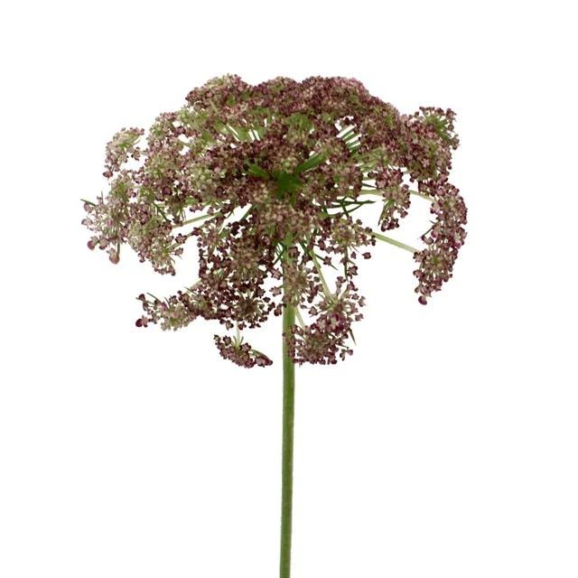 Queen Anne's Lace (California) - Chocolate (Brown)