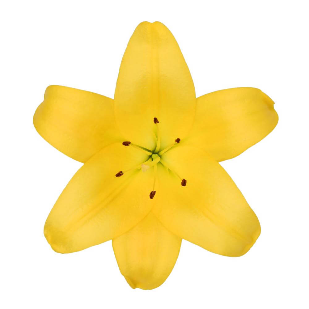 Lily (Castle Hayne) - Yellow