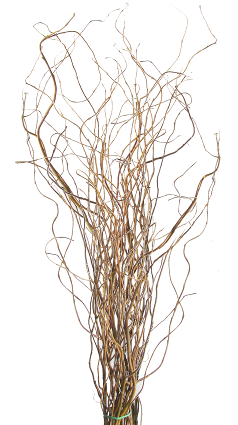 Curly Willow (Medium)