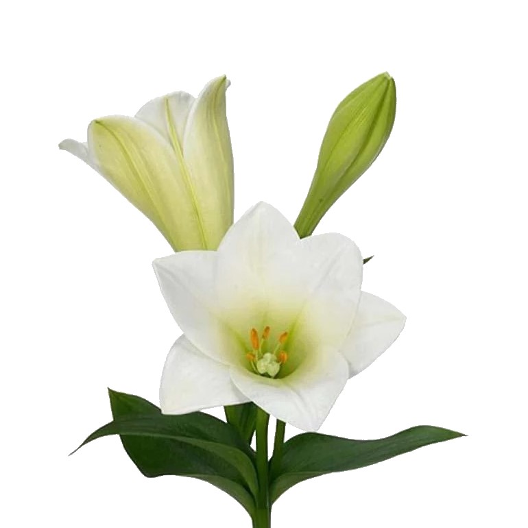 Easter Lily (Longiflorum)