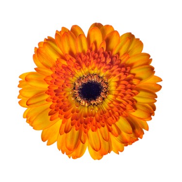 Gerbera (California) - Orange/Yellow Bicolor