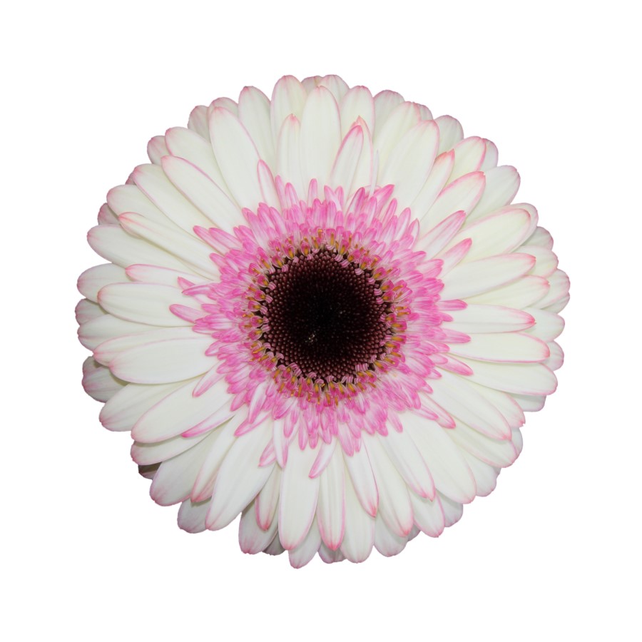 Gerbera (California) - Pink/White Bicolor