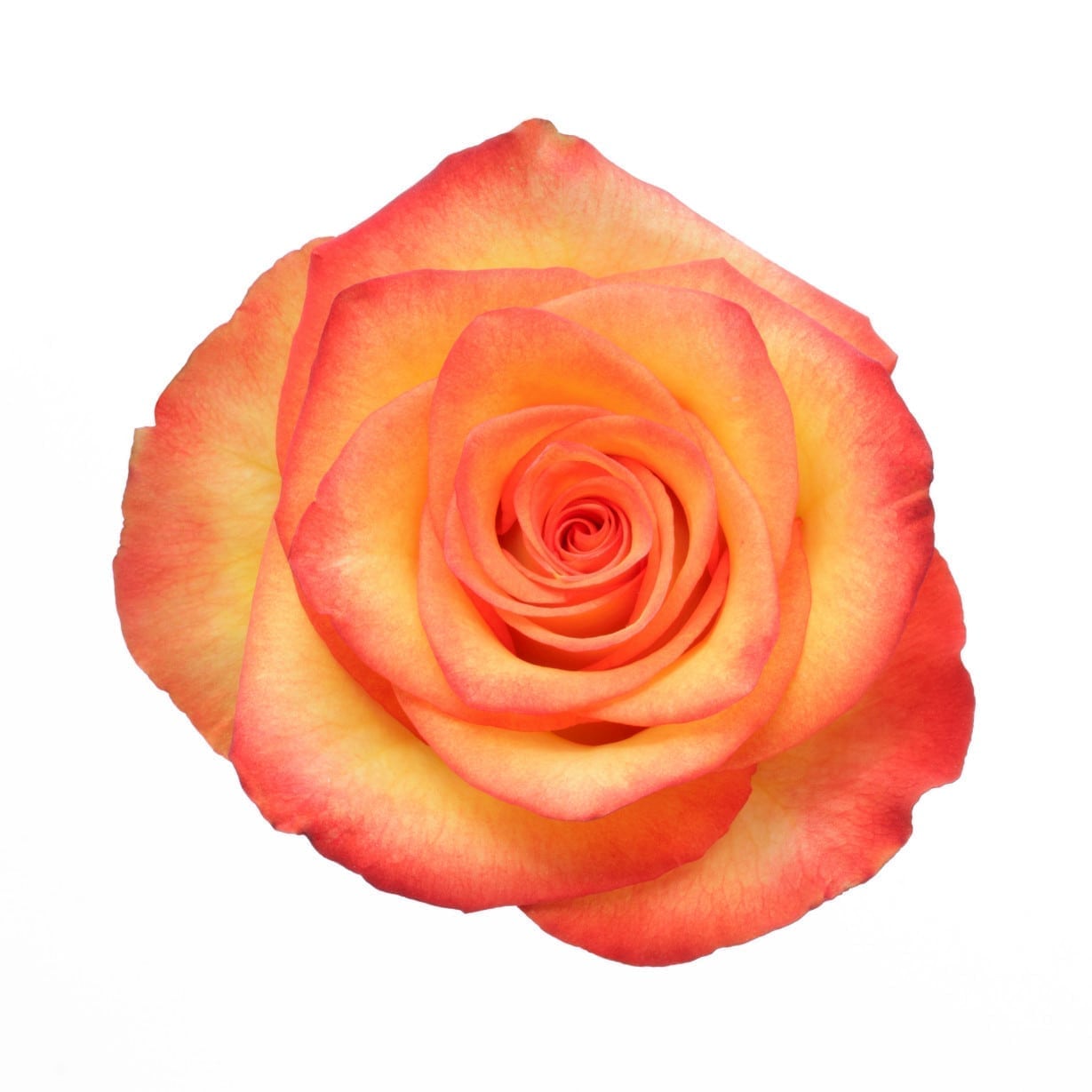 Rose - High And Magic (Yellow/Orange Bicolor) 50Cm/Colombian