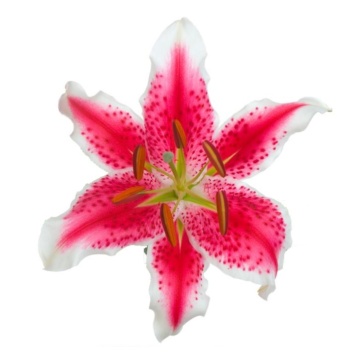Oriental Lily (S.A.) - Starfighter/Stargazer Pink 3/5 Bloom
