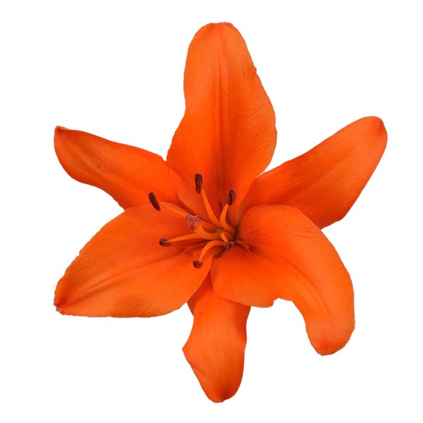 Lily (Castle Hayne) - Orange