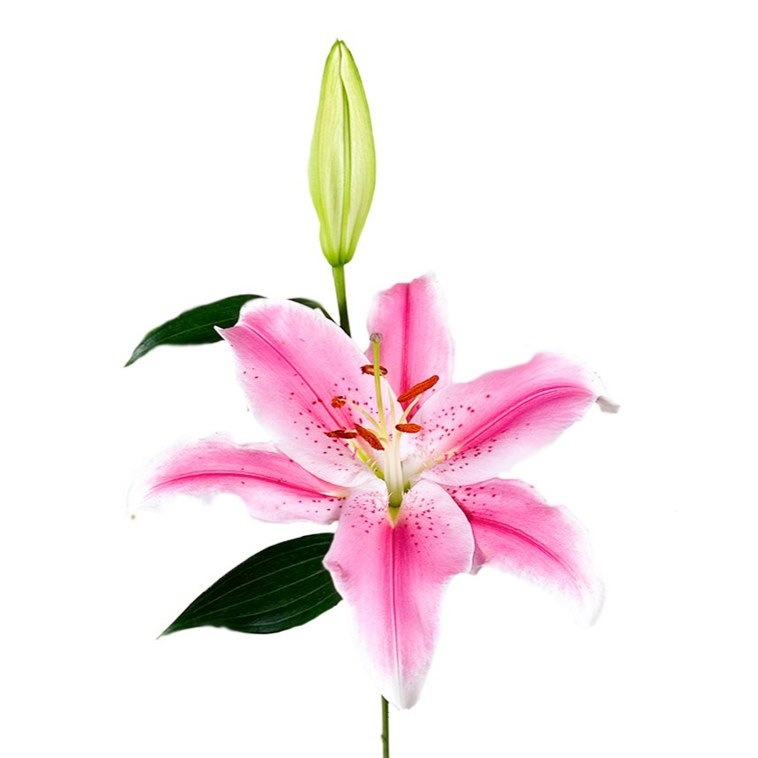 Oriental Lily (S.A.) - Pink 3/5 Bloom