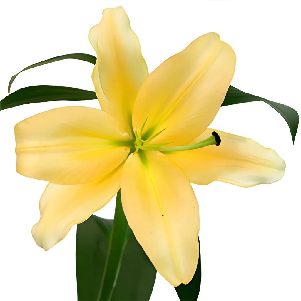 Oriental Lily (California) - Yellow