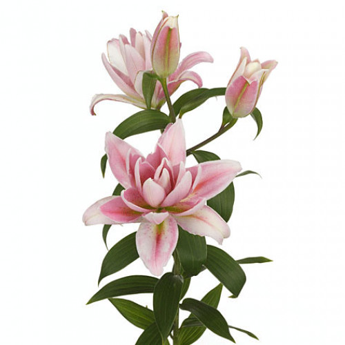 Oriental Lily (S.A.) - Double Surprise/Rose Lily (Pink)