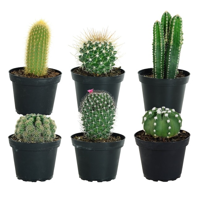 Cactus Plant 2"
