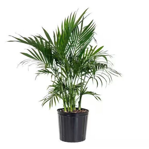 Cat Palm Plant 10"
