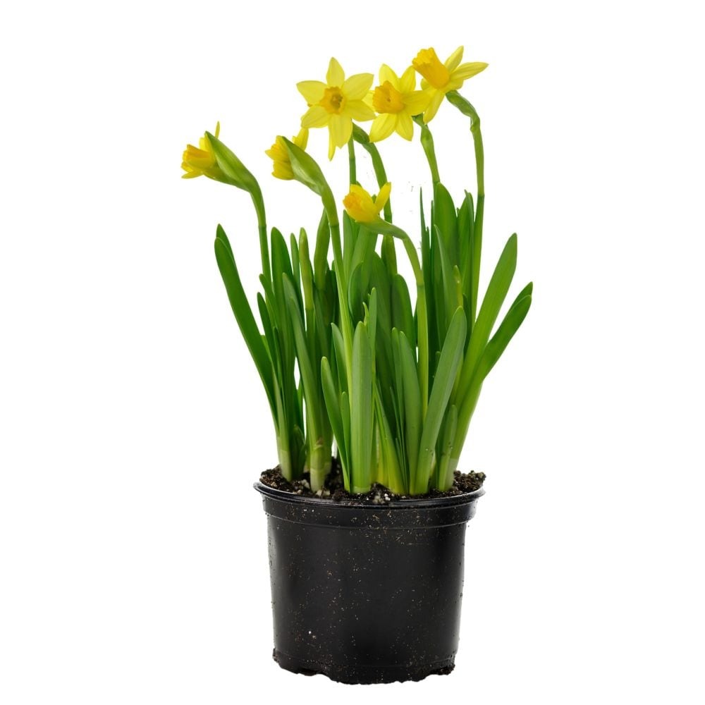 Daffodil Plant 4"