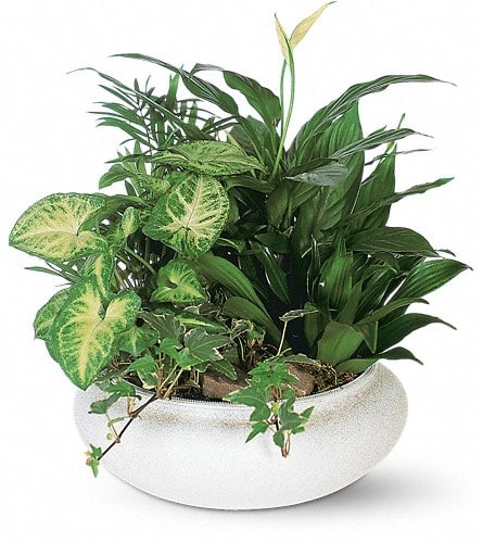 15" Dish Garden (Porcelain) Plant                                     