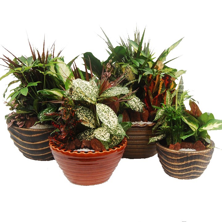 6" Dish Garden (Ceramic) Plant                                        