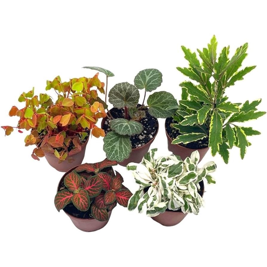 4" Assorted Foliage Plant