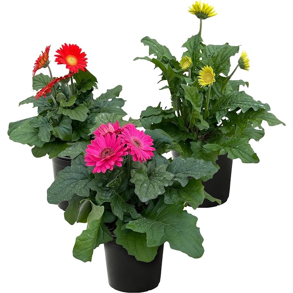 Gerbera Plant 4.5"