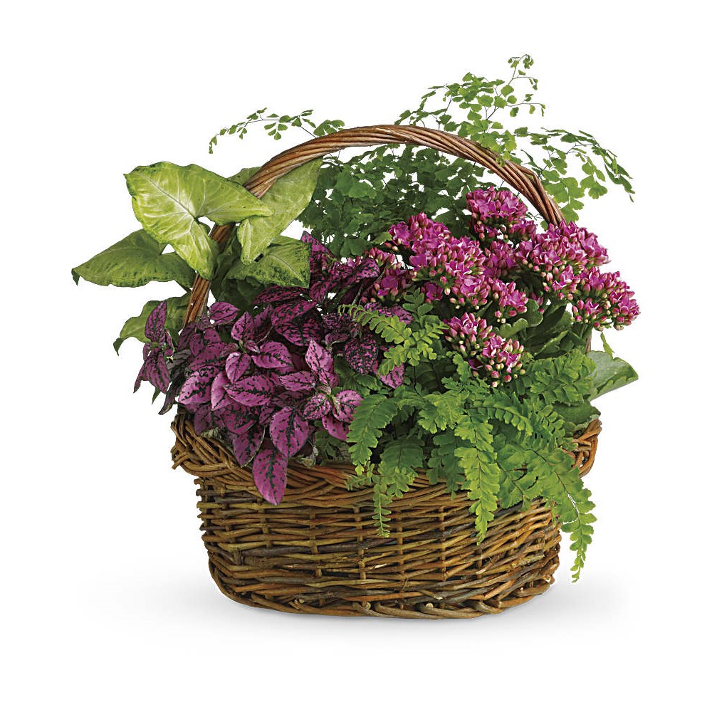 Basket Plant 6"                                                       