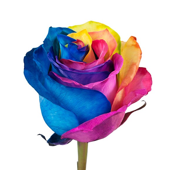 Rose - Rainbow (Tinted) 60Cm                                          