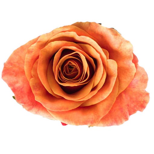 Rose - Espana (Orange) 50Cm/Ecuadorian