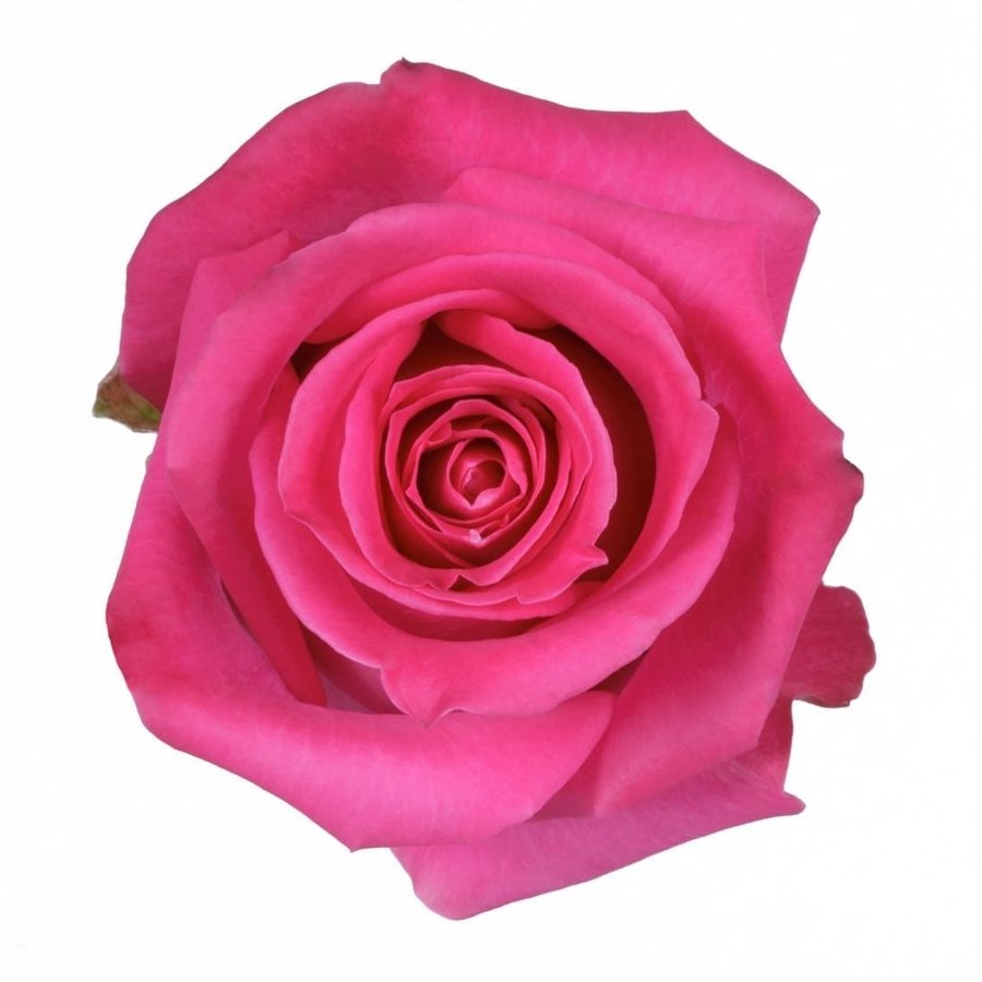 Rose - Topaz (Hot Pink) 50Cm/Ecuadorian