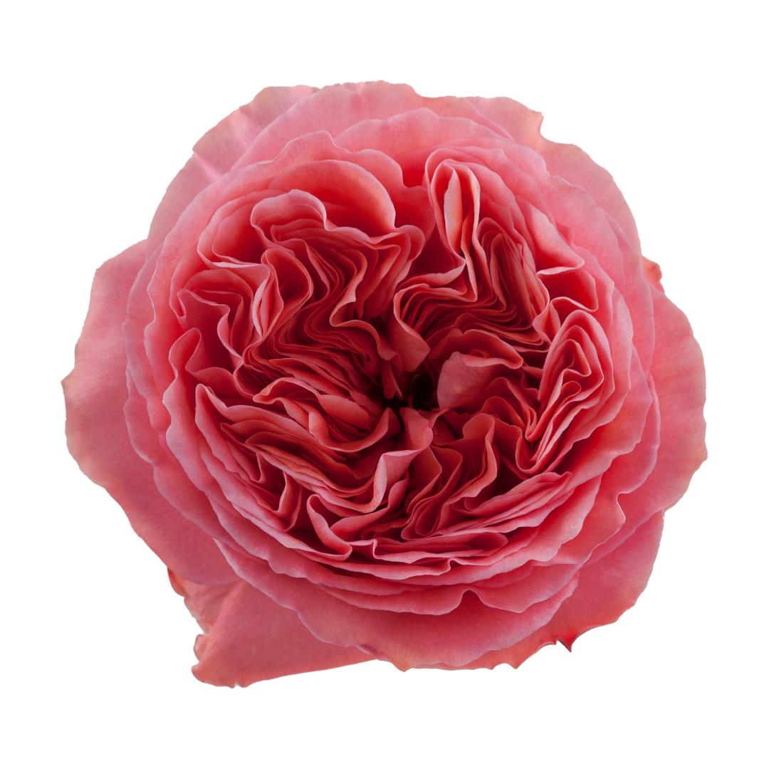 Rose Garden - Candy X-Pression (Hot Pink) 50Cm