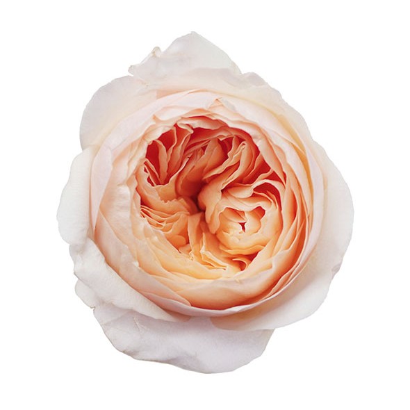 Rose Garden - Peach