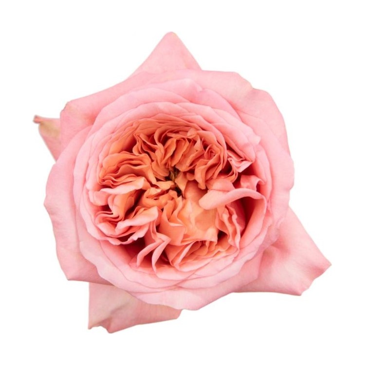 Garden Rose Pink (Roga-Pnk)