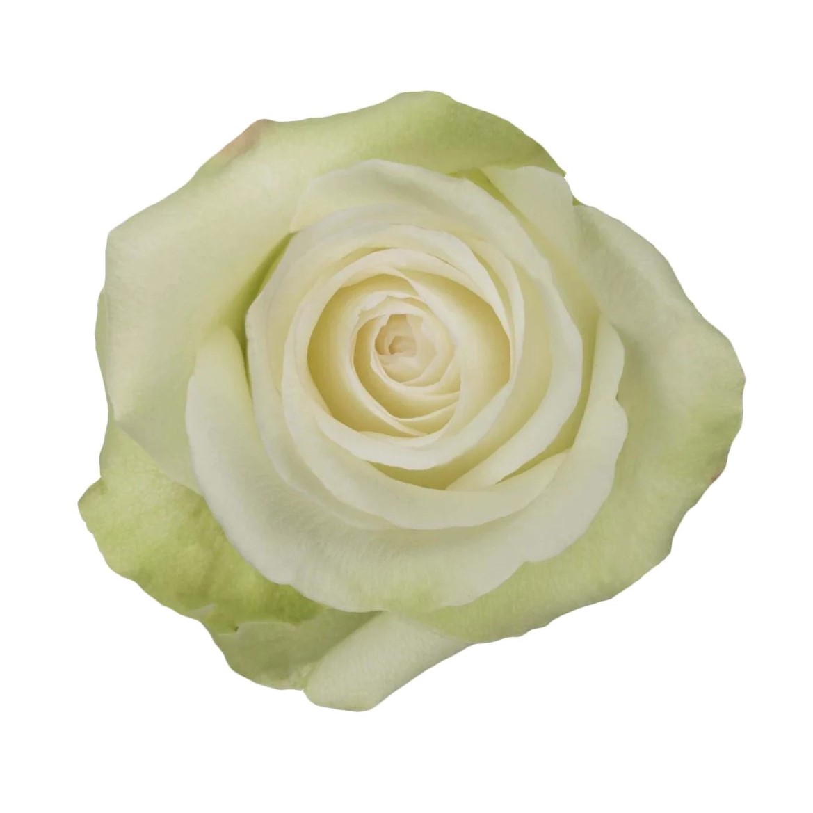 Rose - Alba (White) 50Cm