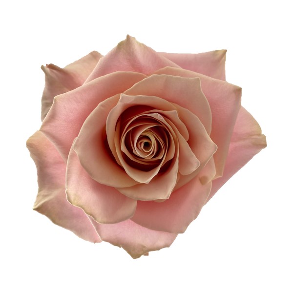 Rose - Amaretto (Peach) 60Cm