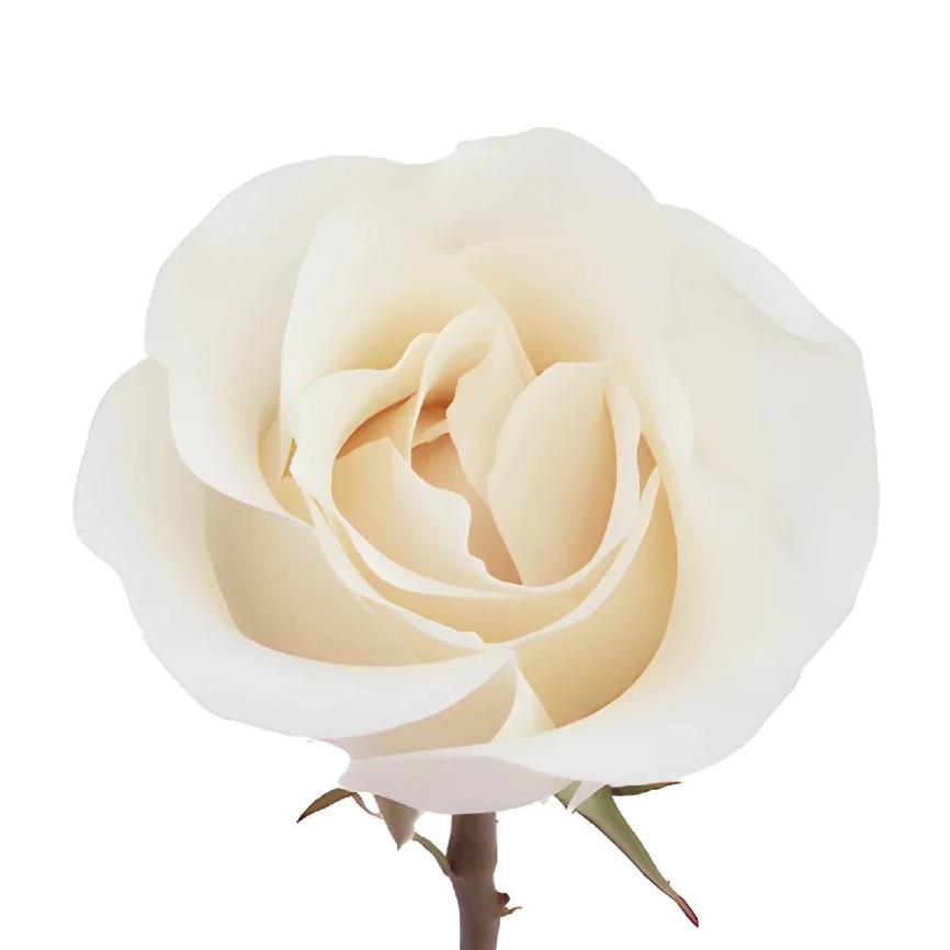 Rose - Amelia (White/Cream) 40Cm