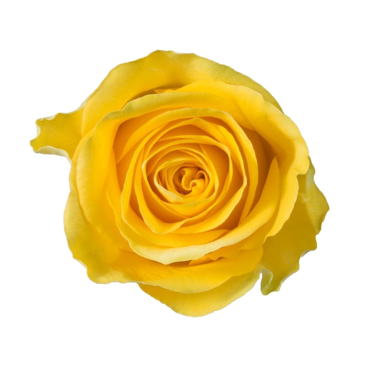 Rose - Brighton (Yellow) 60Cm/Ecuadorian