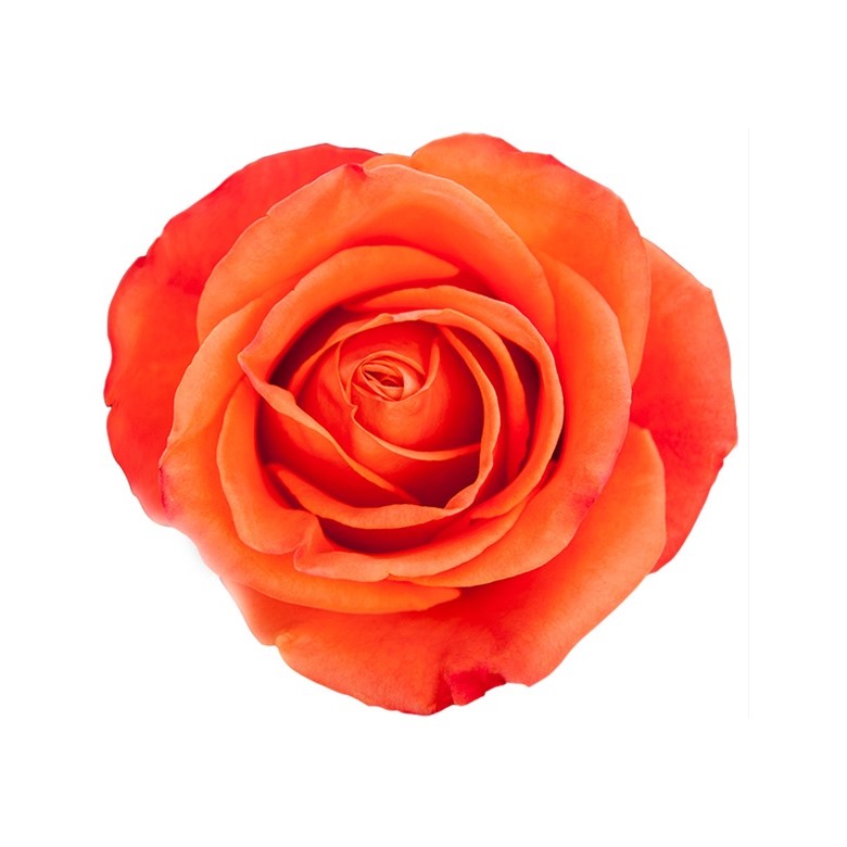 Rose - Orange Crush (Orange) 40Cm
