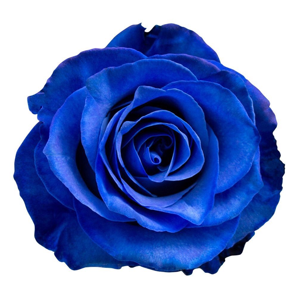 Rose - Blue (Tinted) 50Cm