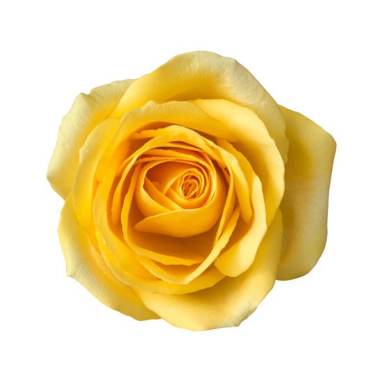 Rose - Yellow 50Cm