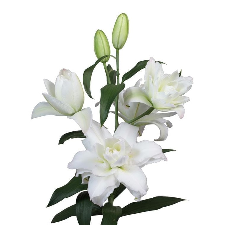 Oriental Lily (S.A.) - Snowboard Double Bloom/Rose Lily (White)