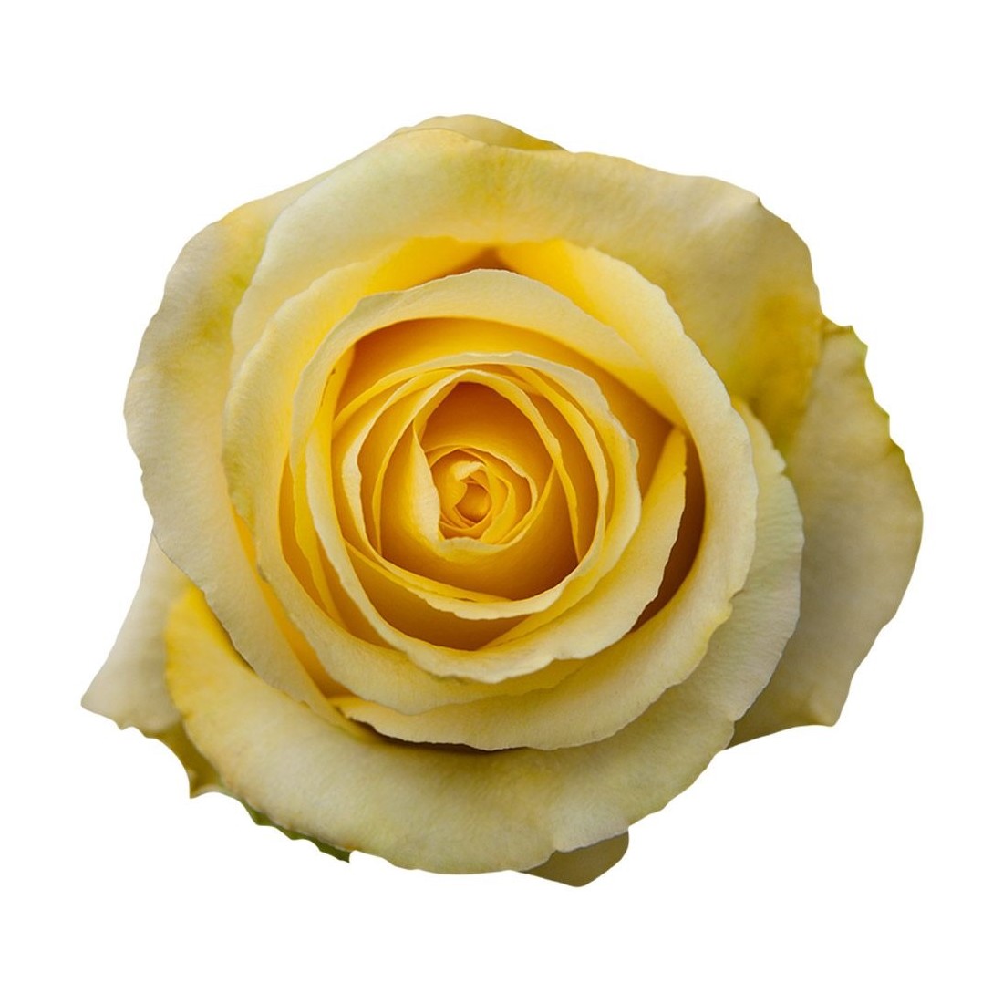 Rose - Tara (Yellow) 50Cm/Ecuadorian