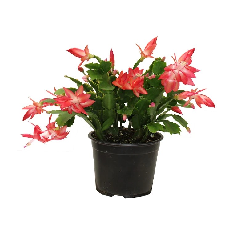 Zygo (Christmas) Cactus Plant 4"                                      